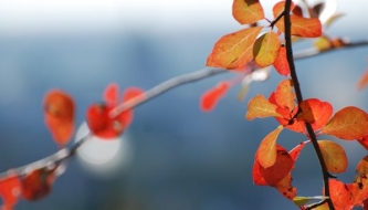 Read Leading your kids through change