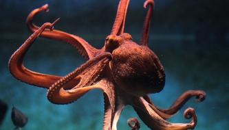 Read 2019: The Year of the Chief Executive Octopus (aka The Busy Parent)