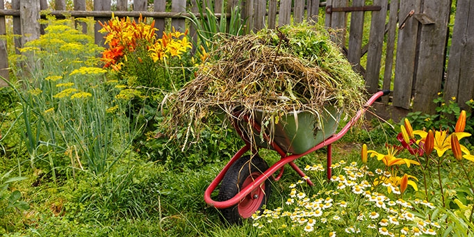 Living with joy in a garden of weeds image