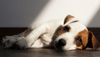 Read Will my pet be in heaven?