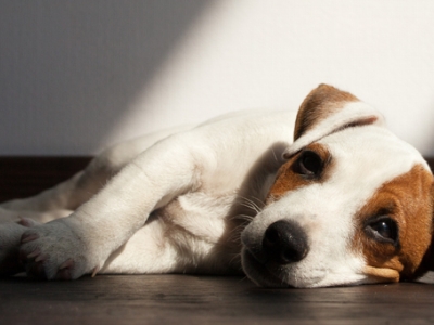 Will my pet be in heaven? image