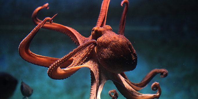 2019: The Year of the Chief Executive Octopus (aka The Busy Parent) image